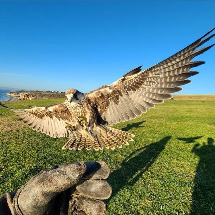 Some serious #babybird ❤️!
thank you @dreamdeliciously #totalraptorexperience #lannerflcon #falconryschool #sandiego #thingstodo #travel #lajolla #naturephotography #nature #birdsofinstagram #optoutside