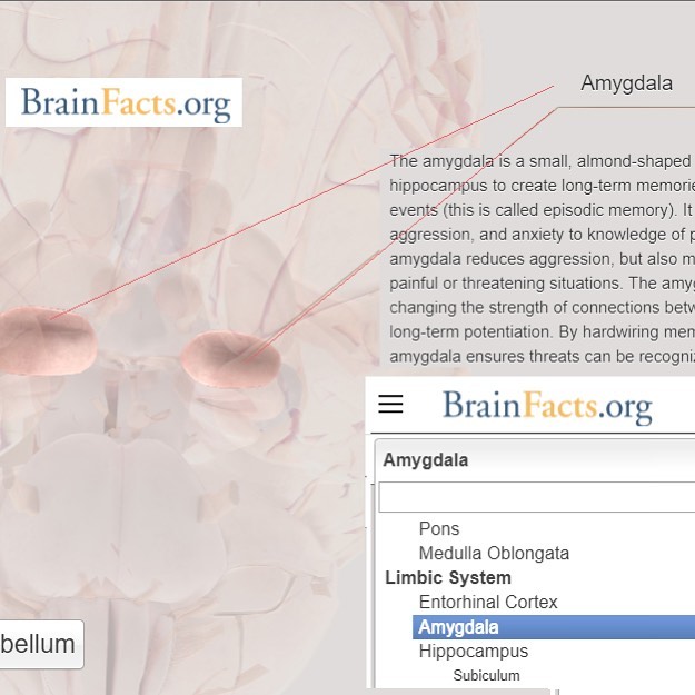 .
.
.
Amigdala
.
Ve beyni merak edenlere: Brainfacts.org
.
Şeklinin bademe benzemesinden dolayı bu bölgeye amigdala ismi verilmiştir.
.
Çok küçük bir hacme sahip olmasına rağmen hayatta kalmamızda çok büyük görevler üstlenir.
.
Bellek, karar verme ve korku, agresiflik gibi duygusal süreçlerin kontrolünde çok önemli rol alır.
.
Beynin her iki yarımküresinde de bulunan amigdala limbik sistemin başlıca elemanlarından biridir.
.