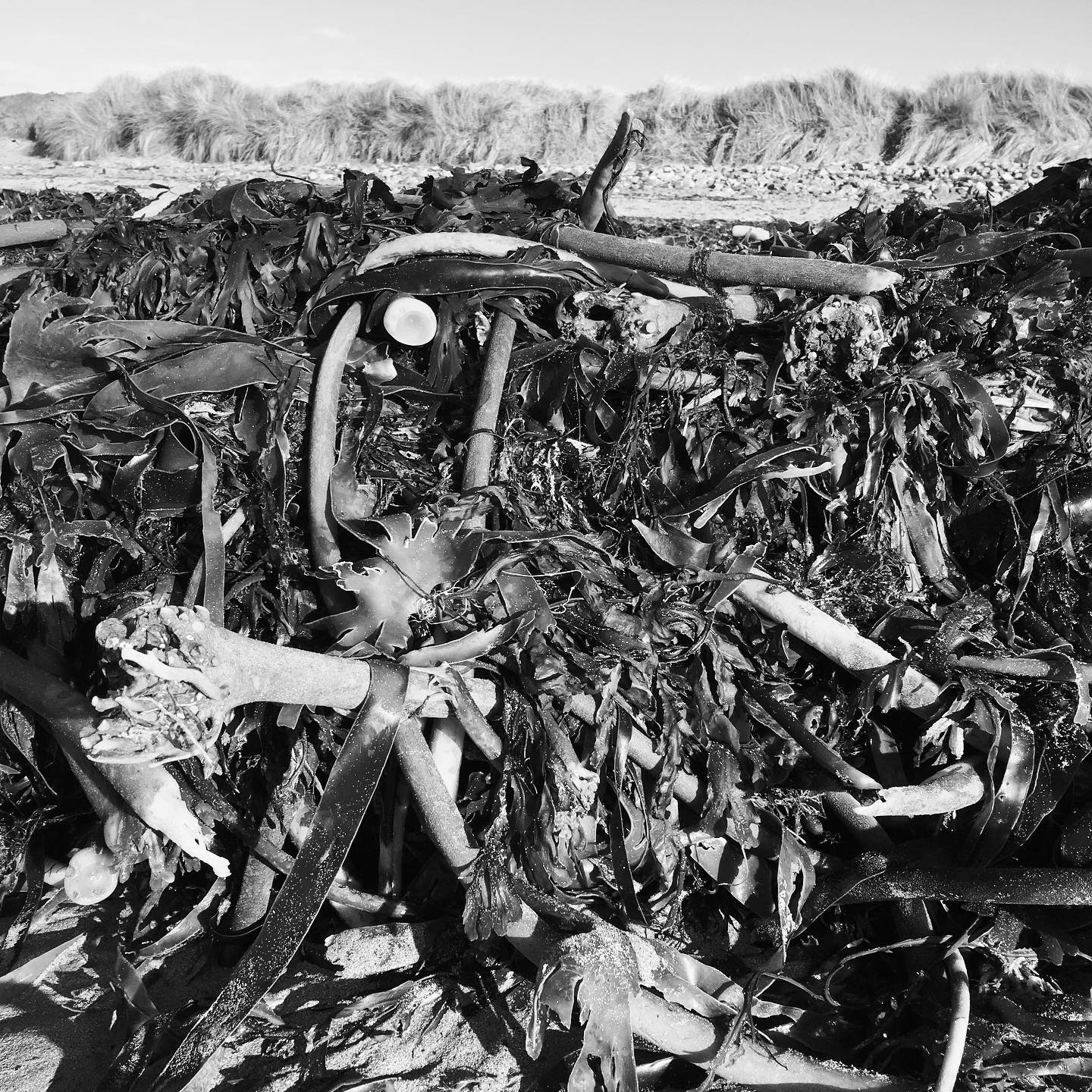 Kelp washed ashore due to storms.
Brown algae that live in cool relatively shallow waters close to the shore due to their dependency upon light for photosynthesis.
Kelp forests are important marine ecosystems which are increasingly under threat from extreme storms, changing ocean temperatures and harvesting #kelp #kelpwashedup #kelpforest