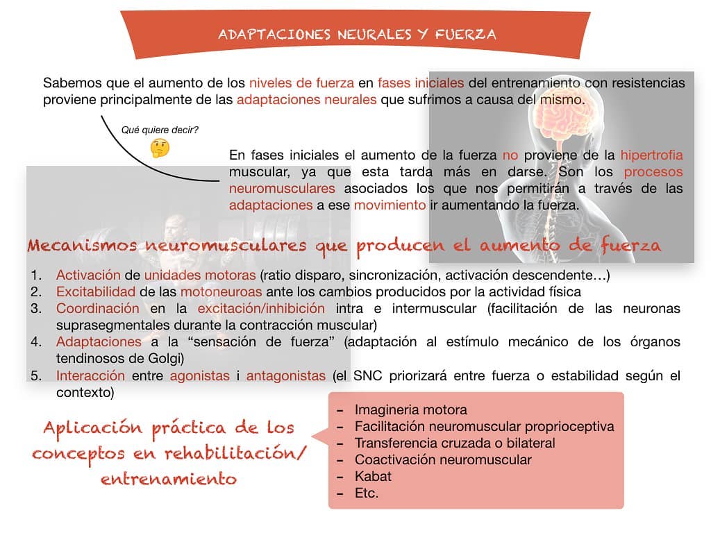 Alguna vez te has preguntado por qué nuestra fuerza aumenta las primeras semanas cuando nos apuntamos al gimnasio si no ganamos masa muscular en ese período de tiempo⁉️
Pues bien, hoy traigo la respuesta a esa incógnita. Resulta que nuestra fuerza no sólo aumenta conforme ganamos más masa muscular (hipertrofia)💪, sino que también ganamos fuerza a través de todas las adaptaciones neurales y neuromusculares que nuestro SNC y SNP experimentan conforme entrenamos🧠. Pero, ¿por qué se producen estas adaptaciones? 🤔
Durante la ejecución de un ejercicio determinado, nuestro SNC y SNP permanecen en constante "comunicación" intercambiando todos las inputs📥 y outputs📤 (aferencias y eferencias) que se encargan de darnos un feedback ♻️ a través del cual podemos ejercer ajustes en la ejecución del movimiento para optimizarlo según las necesidades del momento.
🧐Como podéis observar en la diapositiva publicada hay un conjunto de mecanismos a través de los cuales se produce todo lo que estamos hablando y en última instancia una mejora de la fuerza (sobretodo en las fases iniciales).
REFERENCIAS:
📑 Gabriel, D. A., Kamen, G., & Frost, G. (2006). Neural adaptations to resistive exercise. Sports medicine, 36(2), 133-149.
#fisioterapia #fisiologia #fuerza #rehabilitación #dolor #recuperacion #deporte #neurologia #lesiones #readaptacion #fisioterapiadeportiva #futbol #basket #rugby #dosrius #llinarsdelvalles #argentona #mataro #granollers