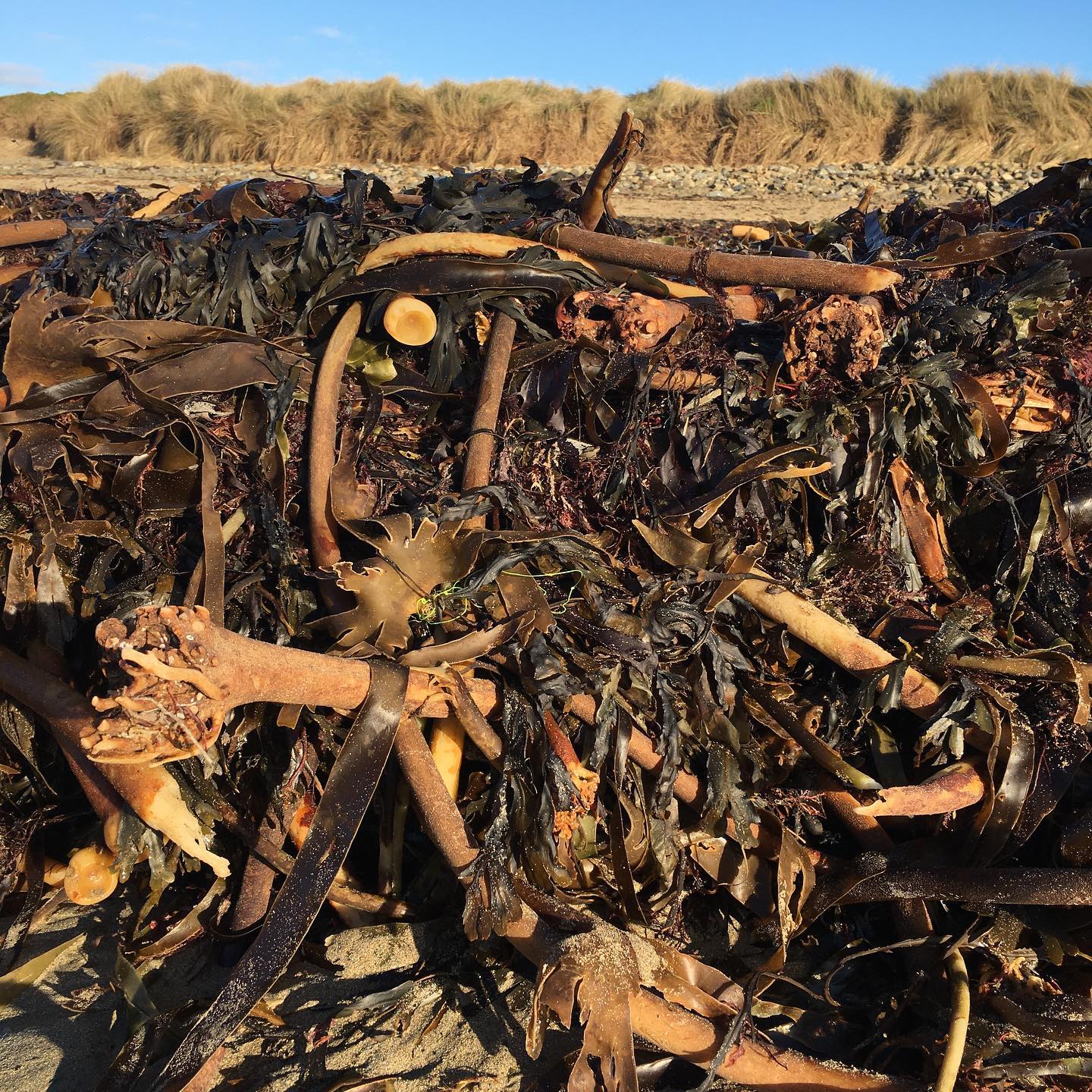 #kelp
Kelp serves as an ecosystem foundation: feeding and sheltering diverse ocean species. #kelpforests also reduce coastal erosion and serve as a buffer against strong storm born waves.
