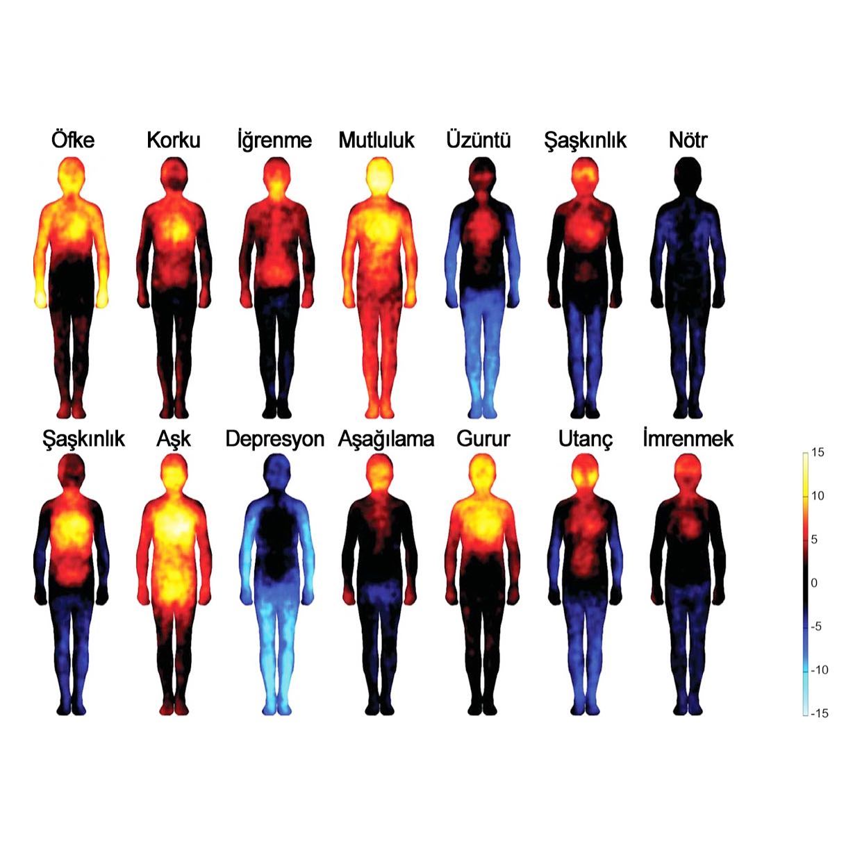 .
Duygu/metabolizma hareketi haritası
.
Sarı: en yoğun hareketlilik
Mavi: en az hareketlilik
.
Tüm dünyadan yüzlerce kişiye duyguları tetikleyen uyaranlar gösteriliyor ve metabolizmadaki hareketleri ölçen alıcılar, hangi duyguların vücudun hangi bölgelerini harekete geçirdiğini tespit ediyor.
.
Çalışma
.
Sinir:
kollar ve göğüs kafesini,
sevgi:
dizlerden yukarıyı,
depresyon:
kollar ve bacaklarda his kaybına neden olduğunu,
kaygı:
en çok göğüs kafesini ele geçirdiğini,
mutluluk:
tüm vücudu sardığını gösteriyor.
.
Psikolojik ve fizyolojik durumlarımızın ne kadar iç içe olduğunu da görüyoruz, ‘göğsüme öküz oturdu’ ya da ‘mideme kramplar girdi’ dediğimiz durumlarda duyguların fizyolojik etkisini,
‘spor yaptım’ ya da ‘yemek yedim’ iyi hissediyorum da fizyolojinin duygusal dünyamıza etkisini her gün onlarca kez deneyimliyoruz.
.
İstisnasız hepimizde benzer işleyen bu değişim süreçlerine belki Rilke’nin baktığı gibi daha deneyimsel bir yerden bakmak gerekiyor:
.
“Güzellik ve dehşet,
başına HER ŞEYİN gelmesine İZİN VER.
Sadece gitmeye devam et.
Hiçbir duygu nihai değildir. “
.
Mutluluğa canım derken
Üzüntüye tü kaka demeden;
Hepsine bir parçamız ve deneyimimiz olarak bakmak, insani yönümüze biraz daha alan tanımak ve tü kaka’ları da kabul etmek ÖZGÜRLEŞTİRİYOR.