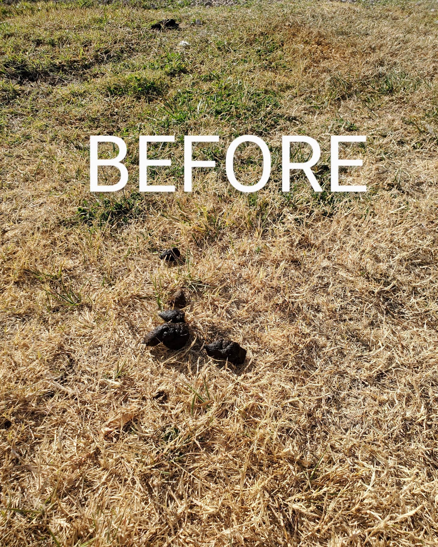 Don't just throw it away TURD IT AWAY!
• Eco-Friendly pooper scooper service • Complete Dog Waste Clean Up & Haul Away
• Scent Relief
• Biodegradable products
• Fecal matter testing (optional)
Call now for a #freeestimate #7024620050 #pooperscooperservice #turditaway #fecalmatter #poop #dogpoop #catpoop #poopoo #caca #turd #haulaway #cleanyard #healthy #feces #environmentalhealth #cleanenvironment
