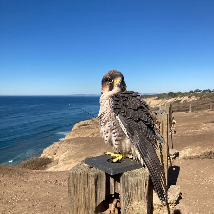 Repost from @david.metzgar
•
Sofie drying out after a bath, north face of Torrey Pines Gliderport
#sofiethelannerfalcon #torreypinesgliderport
@totalraptorexperience @soaringspiritsfly
To work with our birds in person, click link in bio
-
# #totalraptorexperience #falconry #lajolla #sandiego #torreypinesgliderport #nature #birdsofinstagram #optoutside #lannerfalcon #parahawking #thinhstodoinsandiego #lajolla #sandiego #losangeles