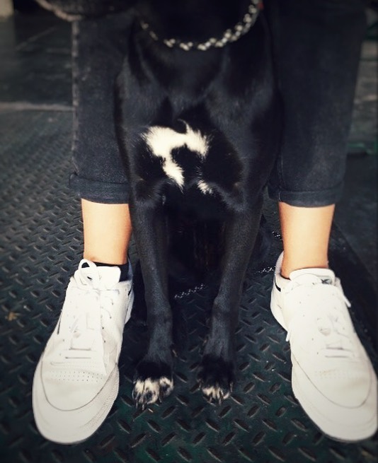 Dresscode 🖤
.
.
.
#bestof2020
#romy
#dogs
#dankefür