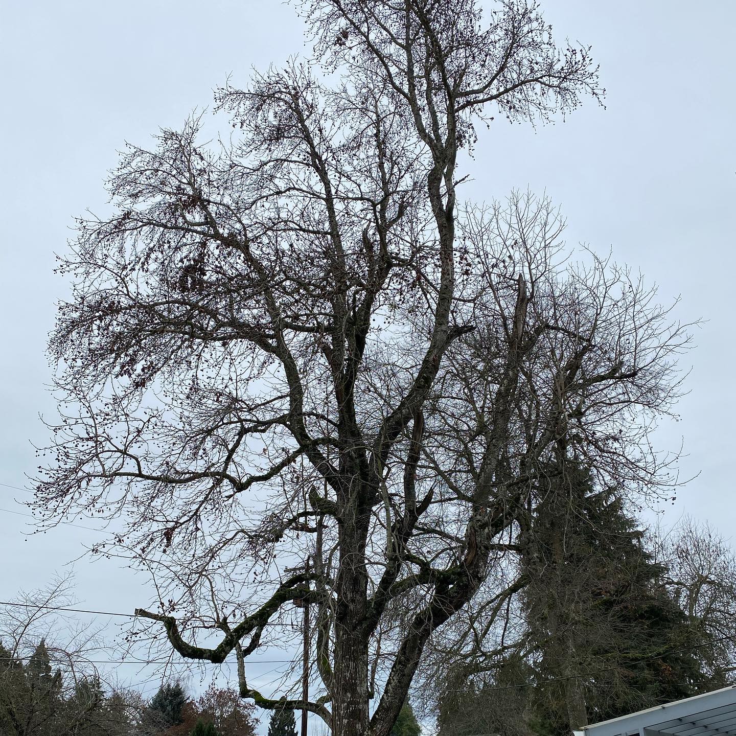 This poor Gum tree had a lot of damage from the previous ice storm. Lots of branches broke off and caused property damage. A and C Tree Service cleaned it up, top it and removed broken branches for a healthier stronger tree. Next year a little more trimming will be done to give it a nice and balanced look but for this year this is enough.