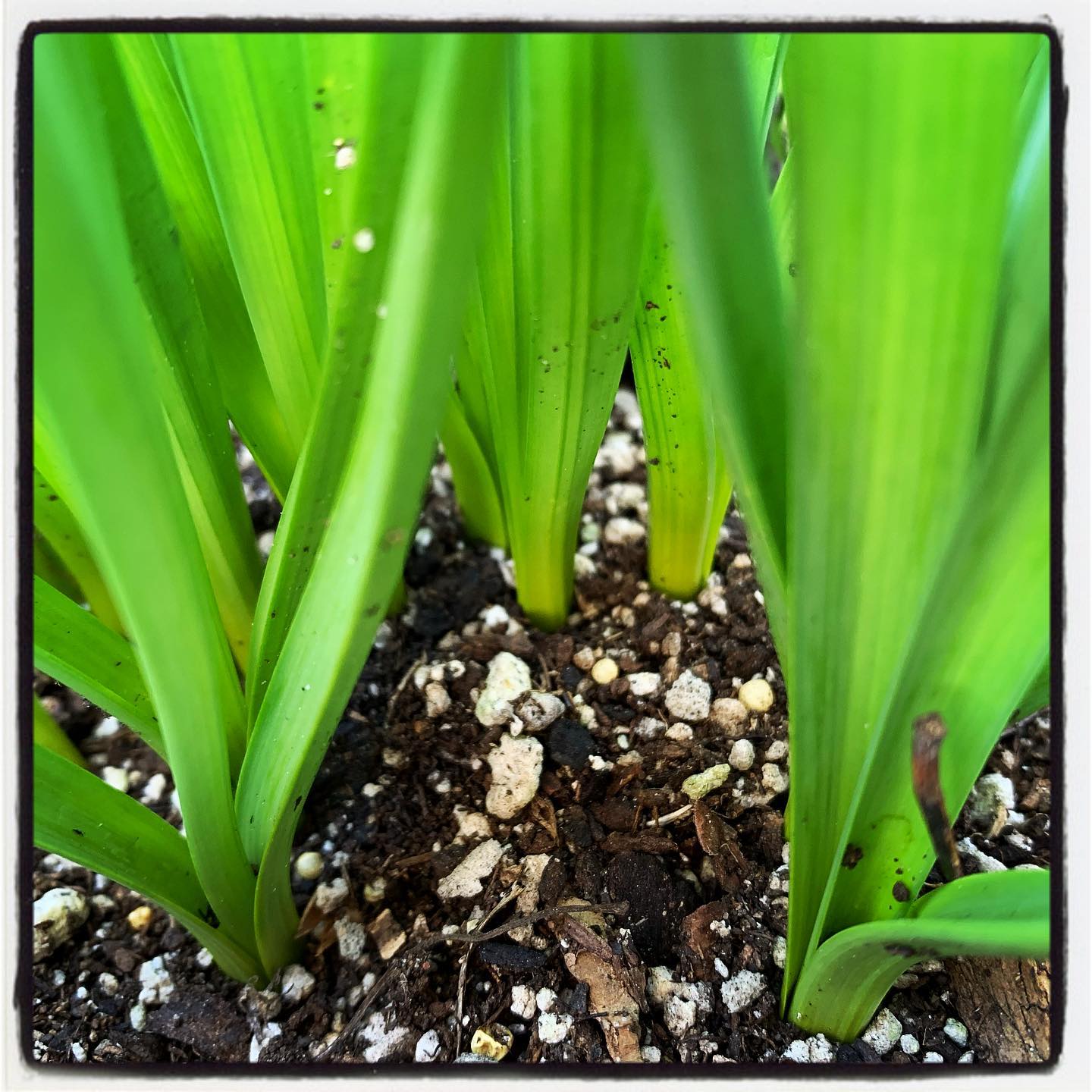 A little early for these daffodils to be sprouting up, might need to do some pre-Spring feedings. 🌱🌼 #daffodils #growyourown #organic #flower #garden #mykos #mycorrhizae #livingsoil #soilhealth