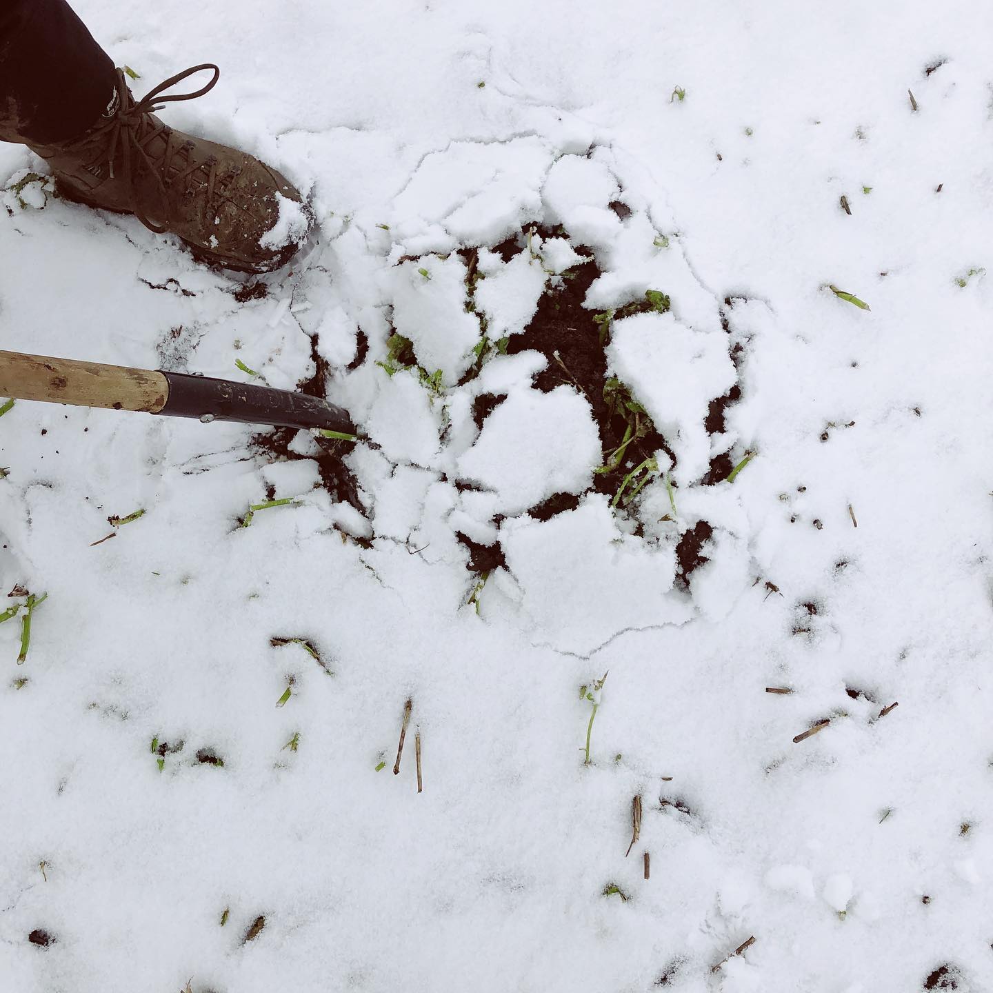 Auf der Suche nach dem Schneewu... eh... REGENWURM!
Biodiversitaet hört nicht an der Bodenoberfläche auf. Im tiefen dunklen Boden tummelt sich viel Leben. Der Regenwurm ist nur ein Vertreter unserer zahlreichen Helfer, die den Boden lebendig halten.
#schneewurm #regenwurm #bodenbiodiversitaet #bodenbericht #feldkultur #winterlandschaft #kulturlandschaft #bodenreport