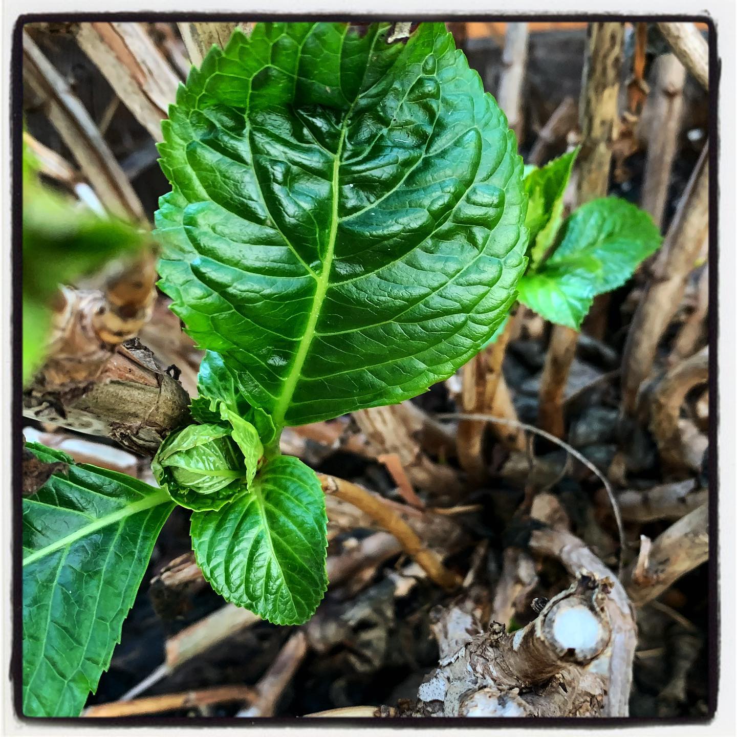 Our Hydrangeas are starting to wake up, time to start feeding! How many of of these do you have in your garden? 🪴 #oto #growyourown #organic #hydrengea #garden #gardening #greenthumb #gardenchat
