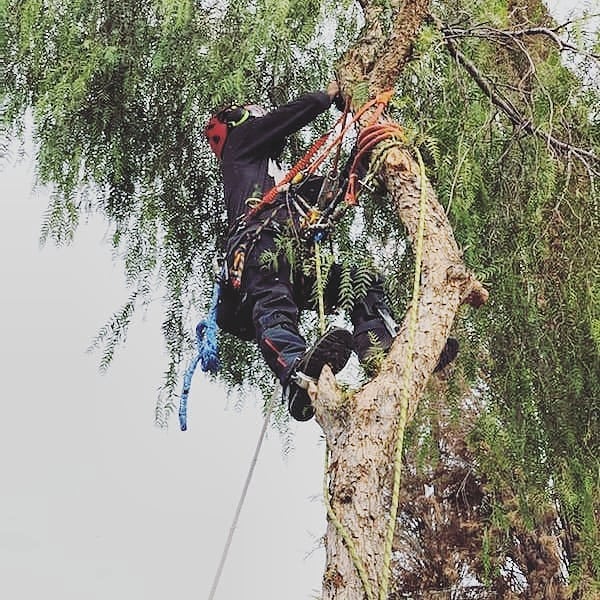 We love all trees, big and small