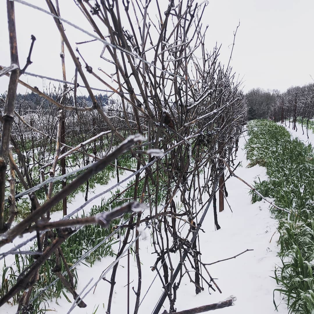 Can't help but love the colors and textures at Bishop Scott Road
#oregonwine #oregonfarmers #oregonwinecountry #pinotgris #pinotnoir #yamhillcarltonava #yamhillcarlton #yamhillcounty #bishopscottranch #viticulture #vineyardlife