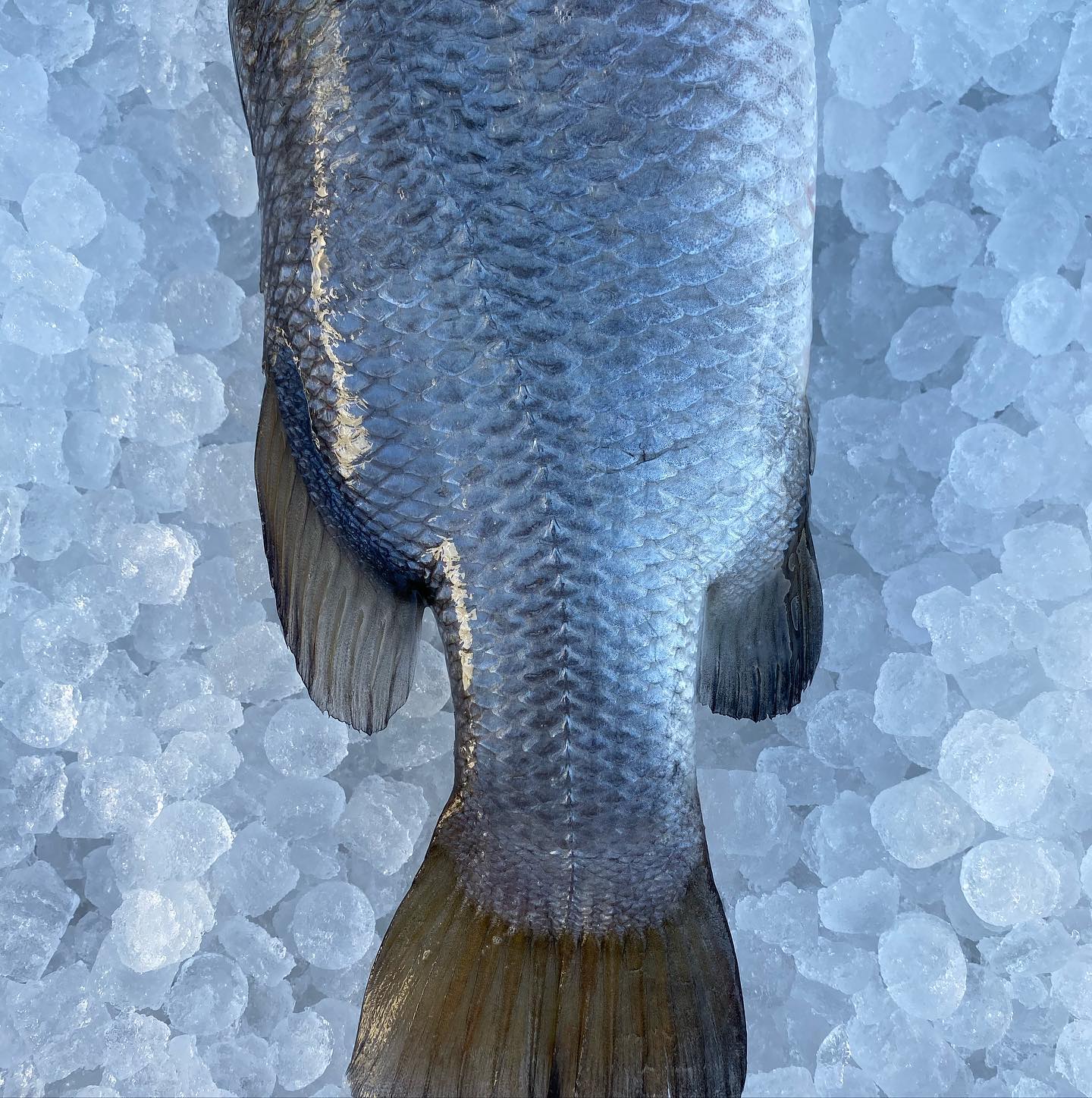 Cone Bay Barramundi. Superior eating Australian Barramundi. Get some 💪#melbourne #fish