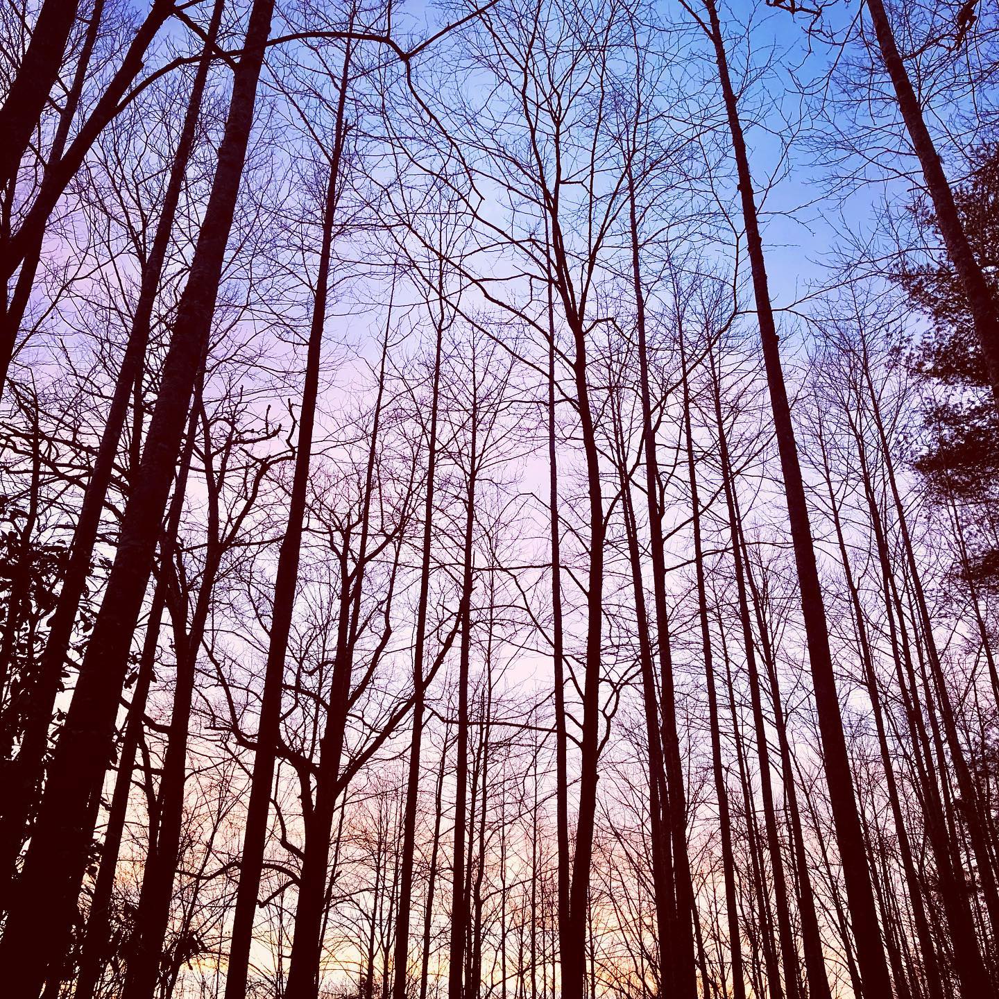 ❄️ A POEM FOR WINTER ❄️
Each year I am reluctant to see you, to watch you re-shape my world.
Your shorter days eventually turn me inward,
To the dark, to the quiet.
This is where I find the DEEP - uncomfortable and unwelcomed.
I wallow a bit here…an intricate melancholy I don’t understand,
yet find familiar from years past.
Gregory and Julia inform me it’s time to start anew
Except there is not yet growth or green or even thawed ground.
Where am I to plant my new seeds of hope?
Regardless, I catch myself watching your patterns.
I can see the plaid created between the trees during dusk and dawn.
Why haven’t I noticed before?
All my favorite atmospheric pastels left in full view,
Made visible by the vulnerability of the barren trees.
I soften at the realization, the awareness of your Gift.
Your blankets of snow and clear icy elegance become the magic that they are.
And I find myself caught between the austerity of your hardship,
and the delight of your beauty.
My disdain for you shifts…from resentment to respect.
And I am left with the faintest hint of gratitude…
realizing once again, you have warmed my heart.
🌬💛🔥💫
Prayers, love and support to all those affected by the arctic blast right now. 🙏🏽❤️
#winter #seasons #seasonpoetry #hiddenbeauty #naturecoaching #findinginspiration #gratitude #changeinperspective #naturecoaching #clarity #leadershiplessonsfromnature #wheresyourfocus #motherearth #selfawareness #seasonalaffectivedisorder