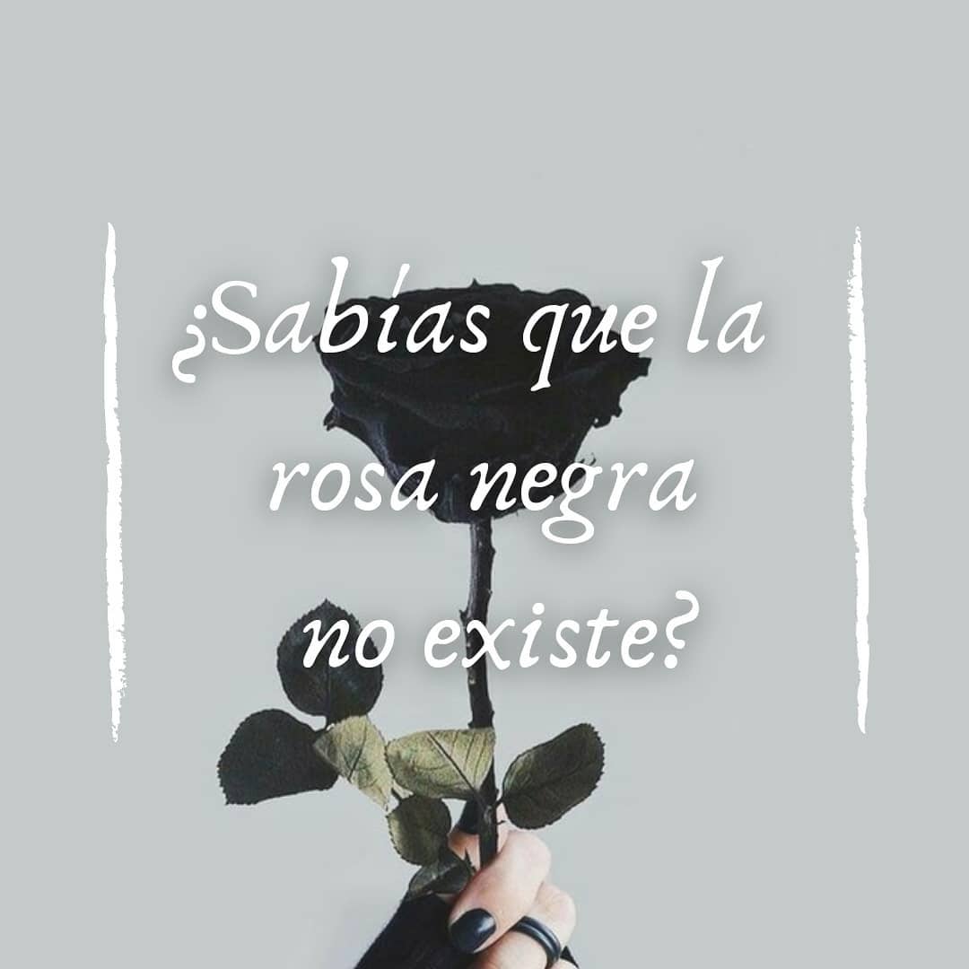 ¿Sabías que la rosa negra no existe? 🤔
Esta variedad de rosa es en realidad carmesí, altamente pigmentada hasta parecer negra engañando así al ojo humano esto se debe a unas condiciones únicas en el mundo.
Crecen en pequeñas cantidades en la pequeña aldea de Halfeti, en el sur de Turquía
Debe su color a un suelo muy denso y la combinación de las antocianinas, unos pigmentos hidrosolubles.
Dado su escasa disponibilidad (apareciendo solo en los meses de verano) es muy difícil procurarse una de estas en España.
Aunque se pueden adquirir en el mercado rosas tintadas y algunas variedades híbridas que las imitan como la Black Baccara, Midnight Blue o Perla negra entre otras.
No dudéis en preguntarnos por ellas.
.
.
.
.
.
.
.
.
.
#flores🌸 #rosas #rosanegra #floristry #floristeria #regalos #flores