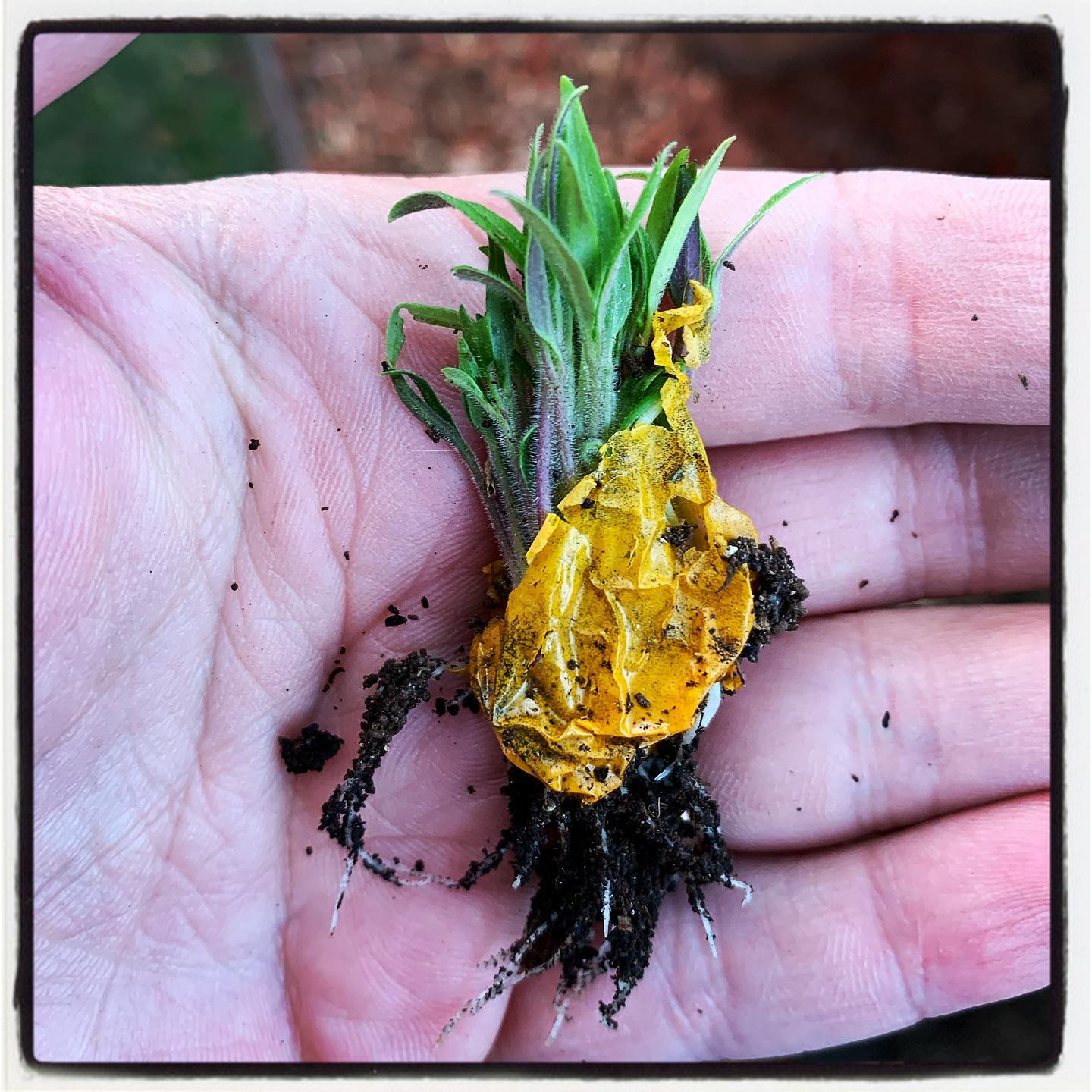 Cleaning out the garden bed and found these sprouts! 🌱🌱 Looks like we already have some plants for the growing season! #growyourown #organic #tomato #garden #gardenchat #gardening #greenthumb