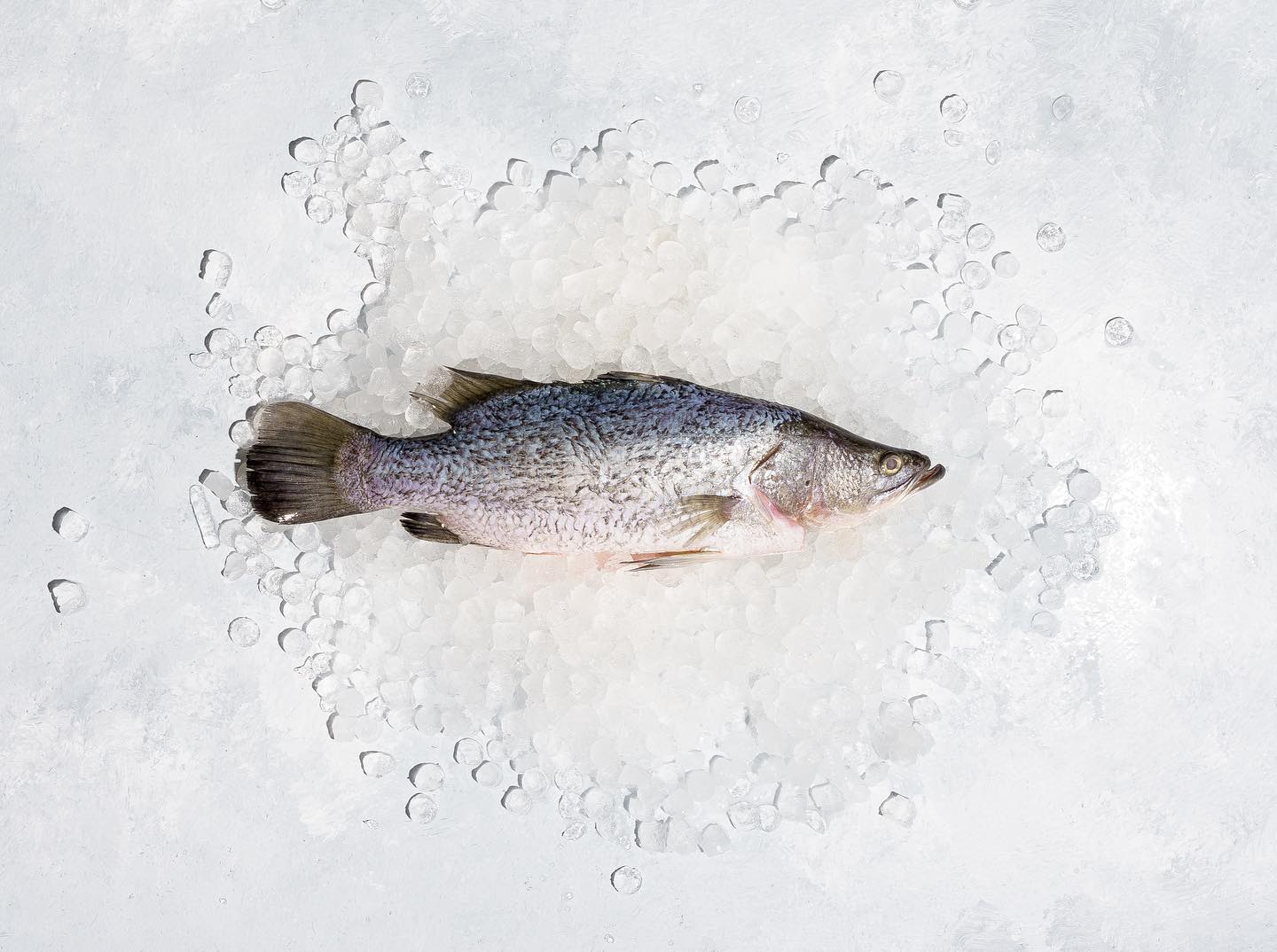 We’re back! EASTER Pre Orders have started online at @seakingsmelbourne available for both Catholic and Orthodox Easter. SHOP ONLINE www.seakings.com.au