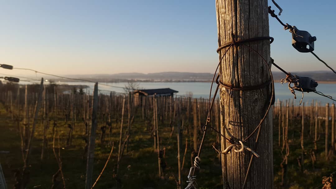 Der Frühling hält Einzug in unsern Weinbergen. Wen Ihr für die Festtage noch Wein benötigt haben wir Heute Abend von 17-19 Uhr und am Samstag von 10-16 Uhr den Weinverkauf geöffnet. Das Team von Grüninger’s Rebbau wünscht Euch schöne Festtage.
.
.
.
.
#rebbau #weinberg #weinbau #weinbaubetrieb #wein #grüningersrebbau #familienbetrieb #frühling #frühlingsgefühle #reihe #triboltingen #ostern #fest #festtage #arbeit #ermatingen #untersee #thurgau #weinzeit #winzer #reben #bodensee #sonne #schönwetter