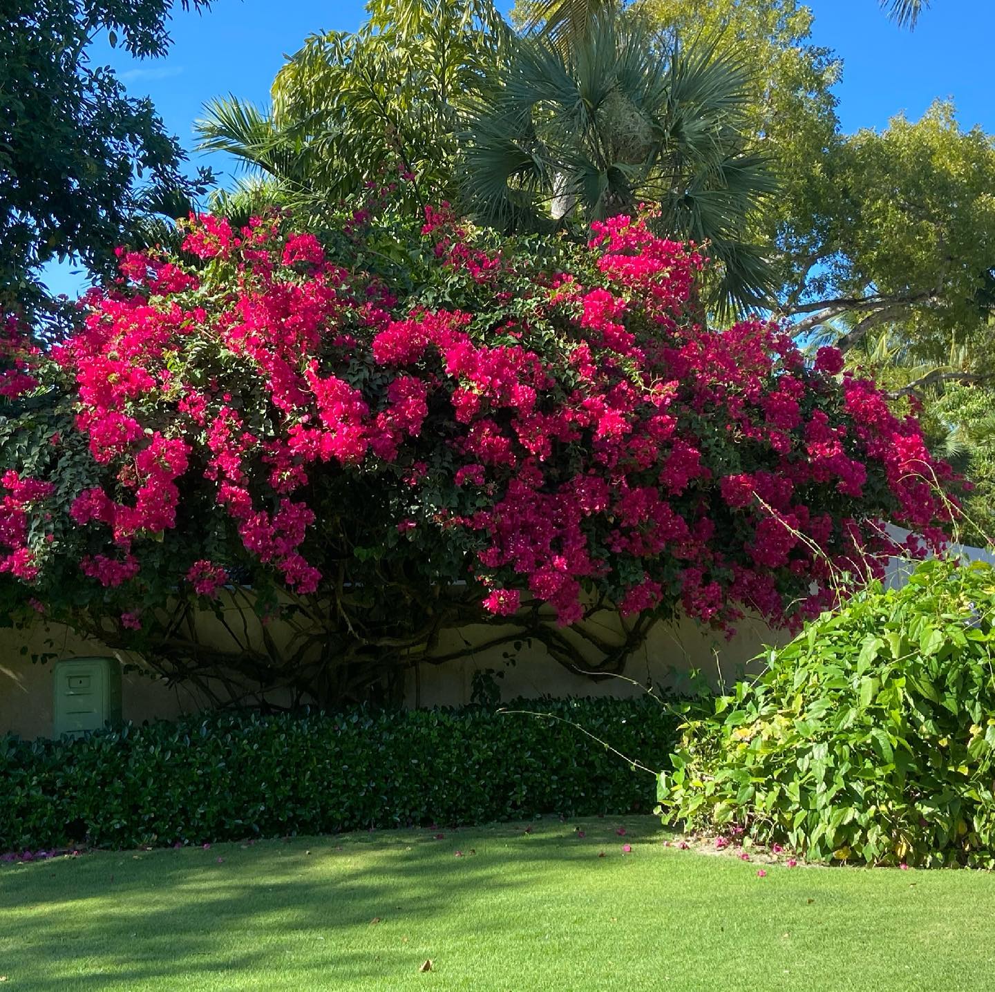 Bahamian Bougainvillea is in full bloom and there is nothing else like it. Great to be back!