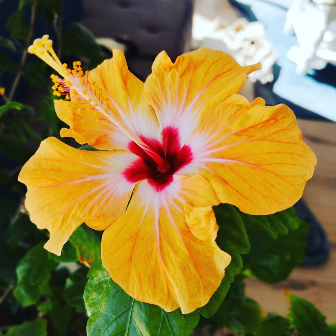 🌺.❤️ Hibiscus for ever ❤️. 🌺
.
..
...
..
.
#hibiscus #fleurhibiscus #hibiscusflower #fleurs #flowers #nature #beauty #naturebeauty #bellefleur #naturaleza #naturephotography #naturelover #myfavouriteflower