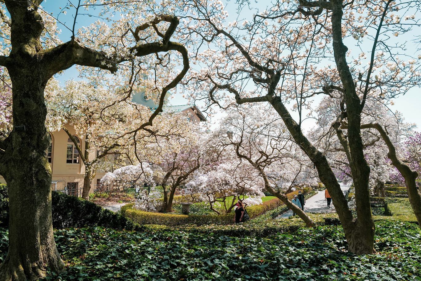 A beautiful day to check out the first blooms of spring at the Botanic Gardens.