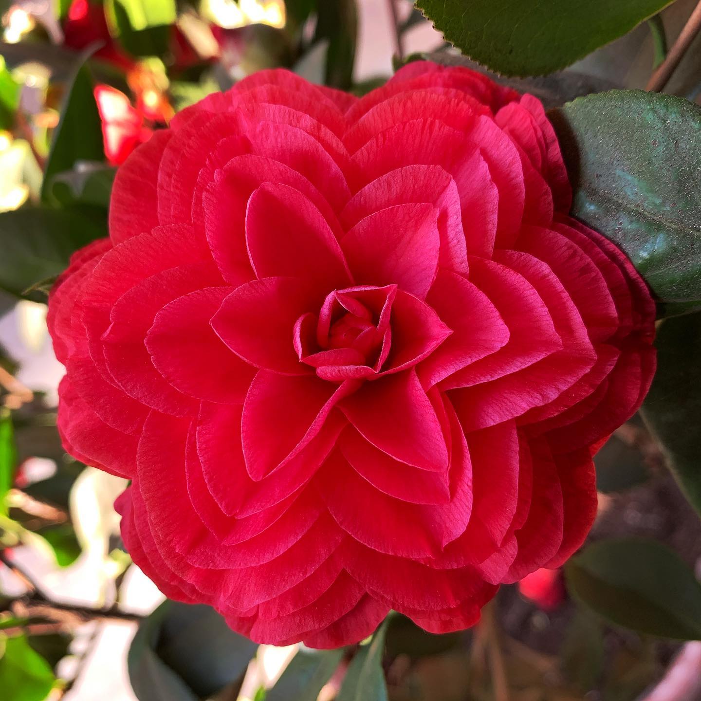 Friendly reminder to feed your flowering shrubs and trees! Check out this perfect symmetric bloom from our Camellia tree. #oto #growyourown #organic #flower #garden #gardenchat #gardening #greenthumb