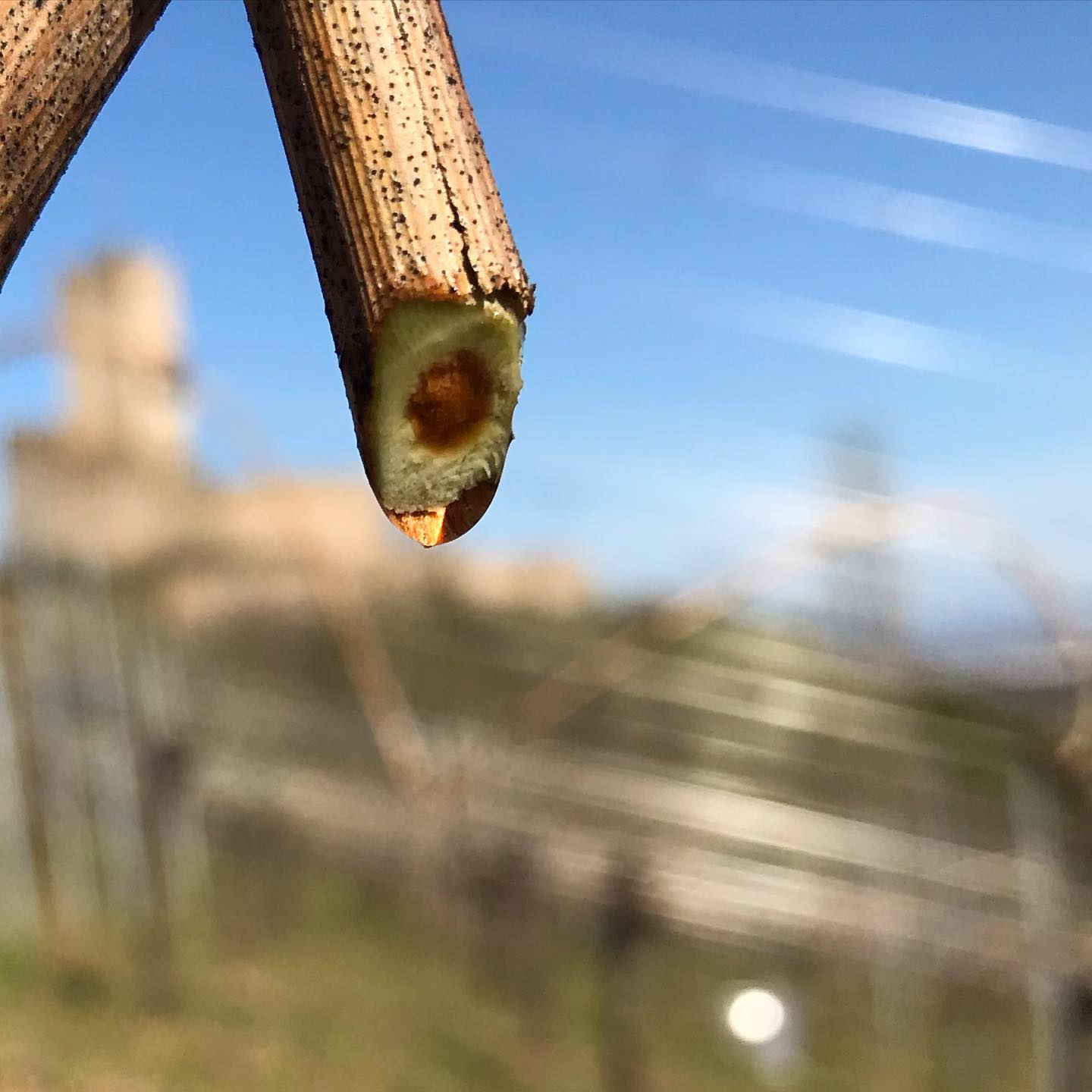 La naissance d‘un nouveau millésime 🐞🌞
.
.
.
.
.
.#drinkalsace #wine #winelover #alsace #vindalsace #vines