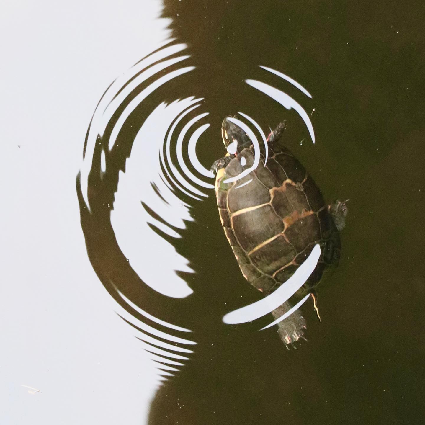 Zen and the Turtle: Aerial photography
#yinyang #zenpower #turtlepower #aerialphotographer #ripples #turtlesofinstagram #zengarden