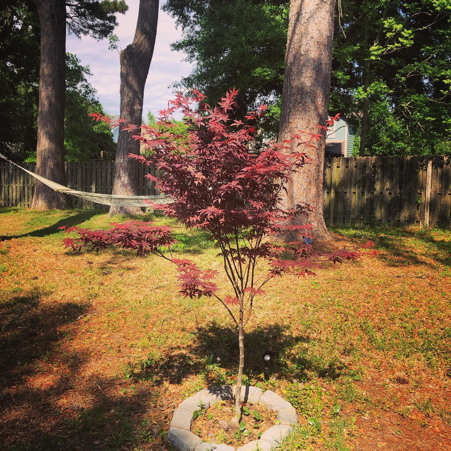 Happy ๐ day ๐ Admiring this sweet Japanese Maple I planted in honor of my Dad last Spring โค๏ธ I placed some of his ashes in the soil and think of him every time I water it and give it love ๐ Itโs a joy to watch it grow and know that the roots hold a piece of my Dads soul ๐ Thank you Mother Gaia for all of your beautiful gifts of abundance โค๏ธ๐ฅฐ.
.
.
.
#earthday2021 #greatestgifts #honoringlovedones #energyiseverything #griefjourney #treeofremembrance #reikiloveandlight