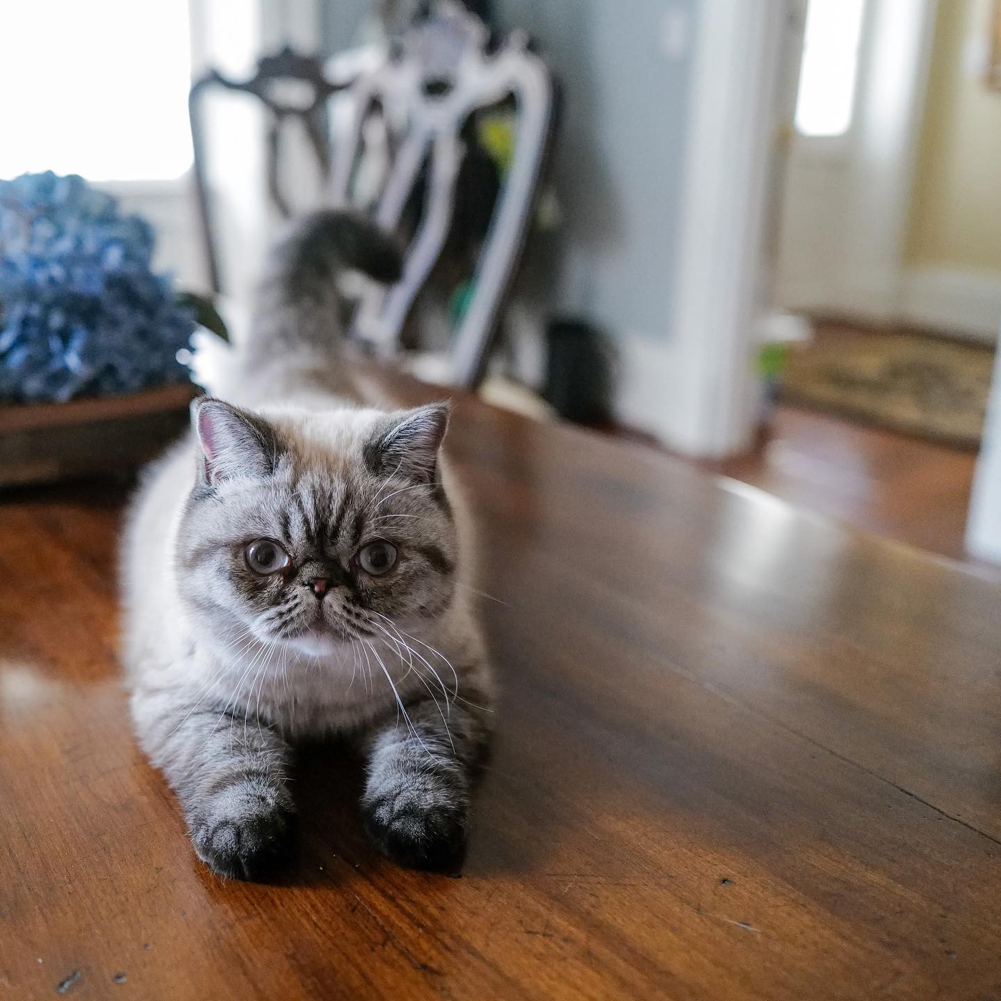 Happy first birthday to this smush face! The best quarantine buddy around ❤️ #Penny #himalayancat