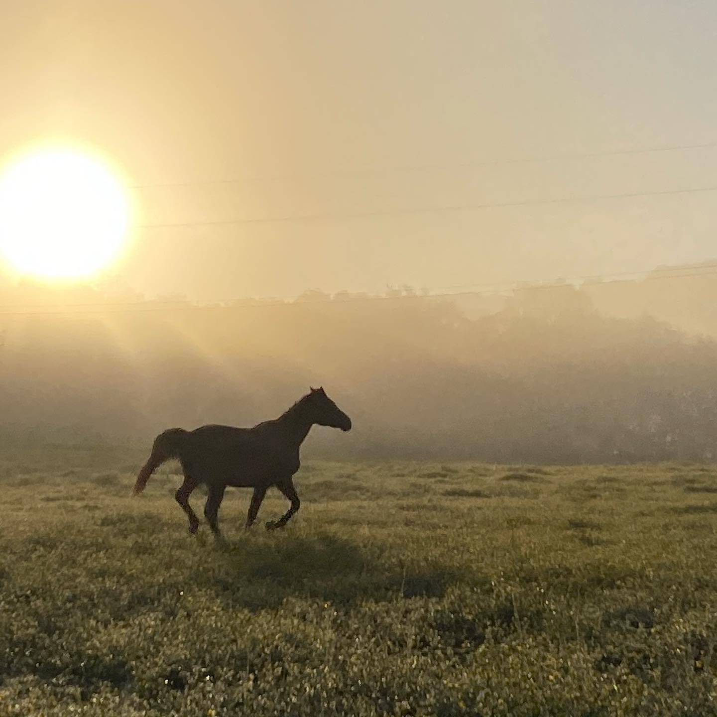 God speaks to me through nature. I love the early, unadulterated mornings where there is a stillness that sings loudly. I’m thankful my lungs can breathe in the fresh air, my eyes can see His beautiful creation and my ears can hear the stillness. I am #blessed. #blazerfarm #nofilter #unedited