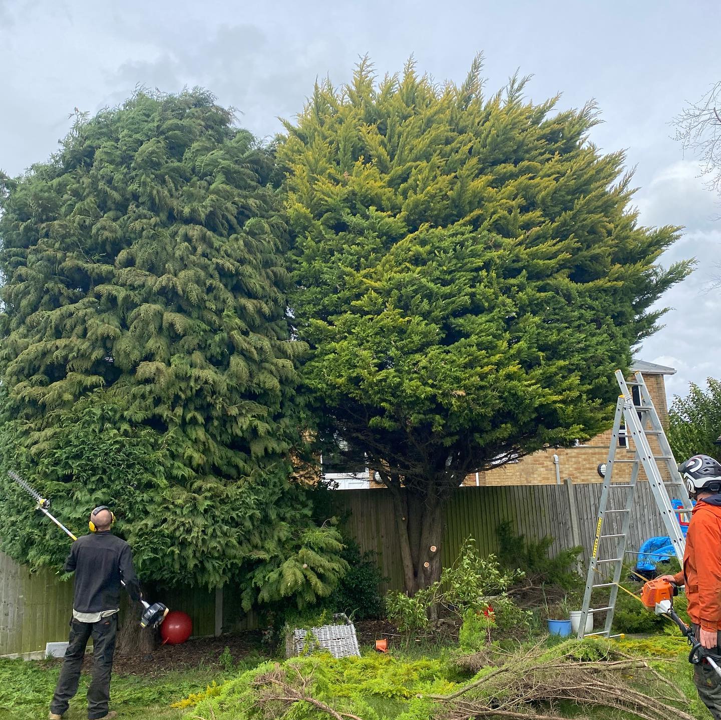 Palmers Tree Care & Management.
A Trimming job we did in hamsey green. Customers were very happy with the outcome and so were we.