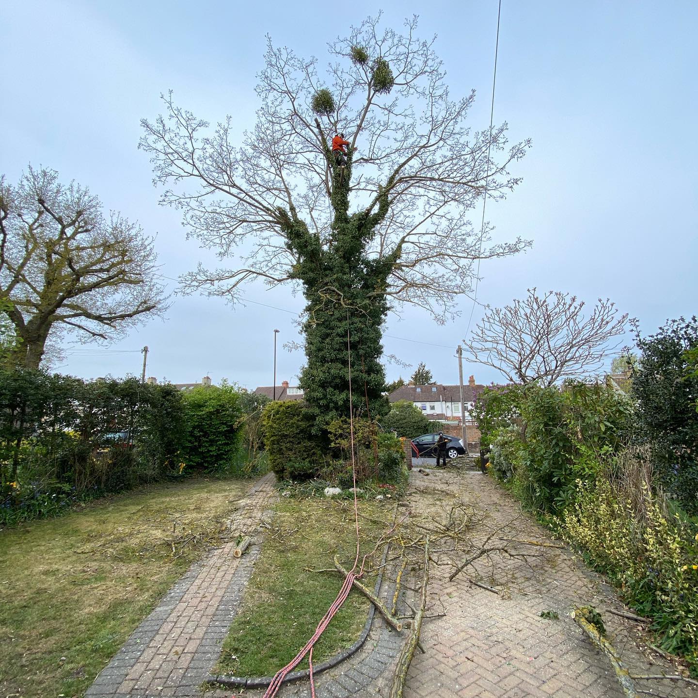 Palmers Tree Care & Management.
An Acacia fell we did for our lovely customers over in Shirley. The tree wasn’t in the best of health and upon knocking the stem over, we noticed there was a huge cavity inside the trunk.