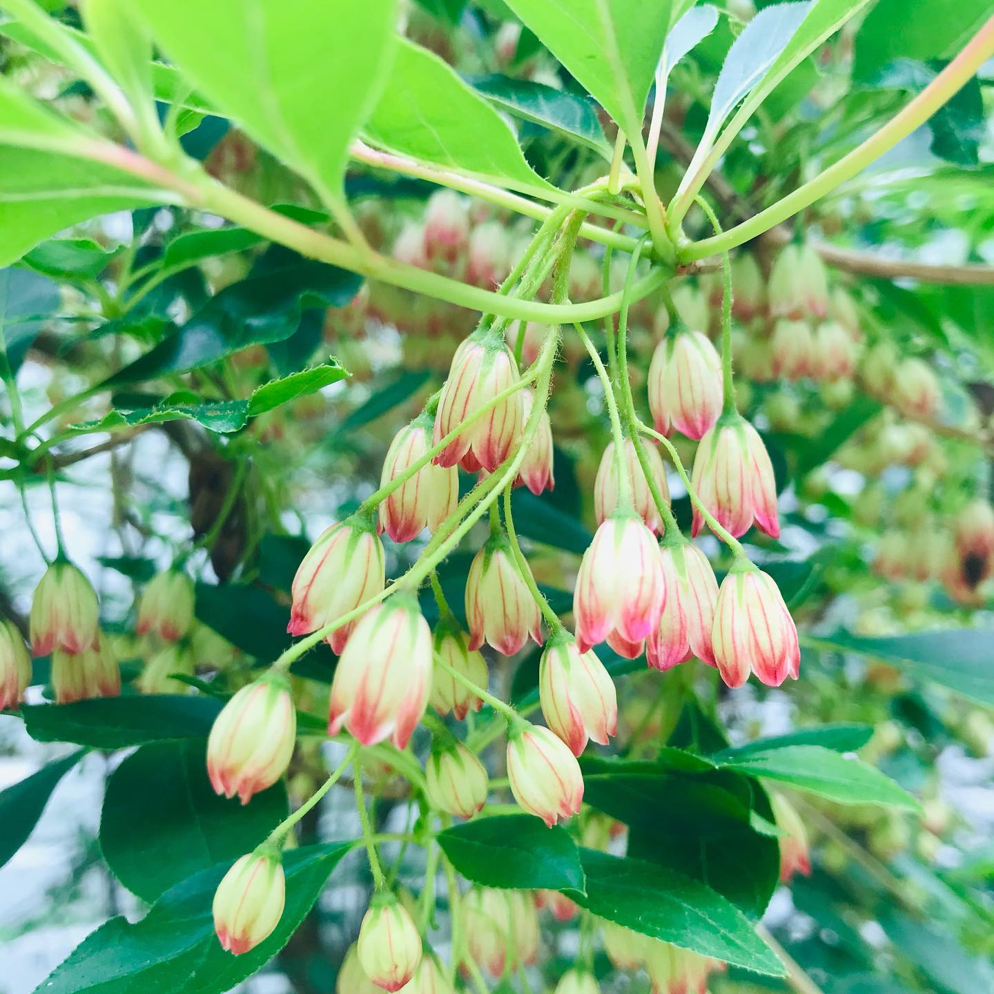 Glimpses of Spring~
Blooms abound: red veined enkianthus, towering Hawthrorne, lilacs and more lilacs. Beyond the Bardo🐝🌿✨