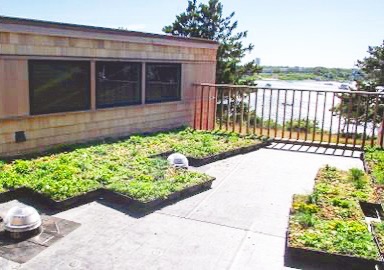 Beginning of a green roof #chappaquiddick #modernarchitecture #greenroof