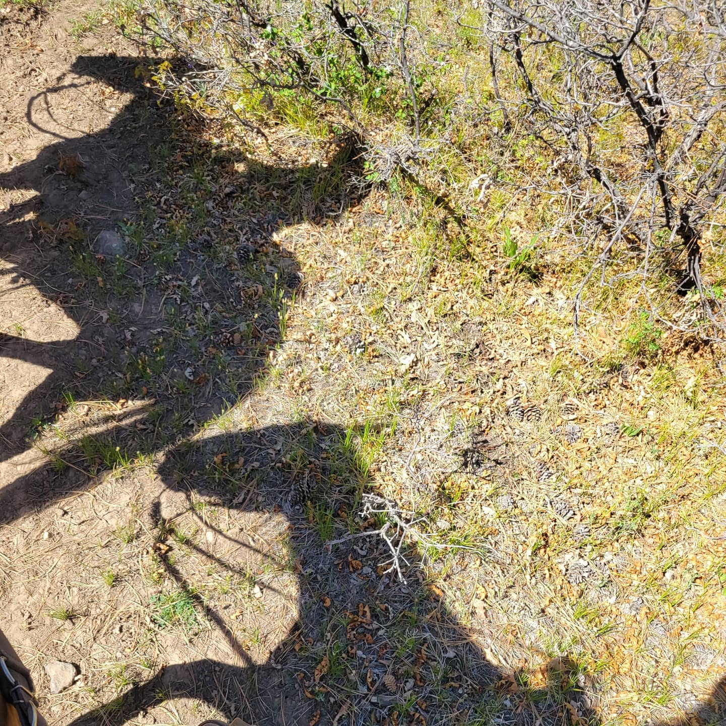 ***Rides have begun*** Book your trail ride with us and see some spectacular views!
#pagosa#trailrides#horses#views
#makememories#mountains#getout#freshairtherapy🌲☀️