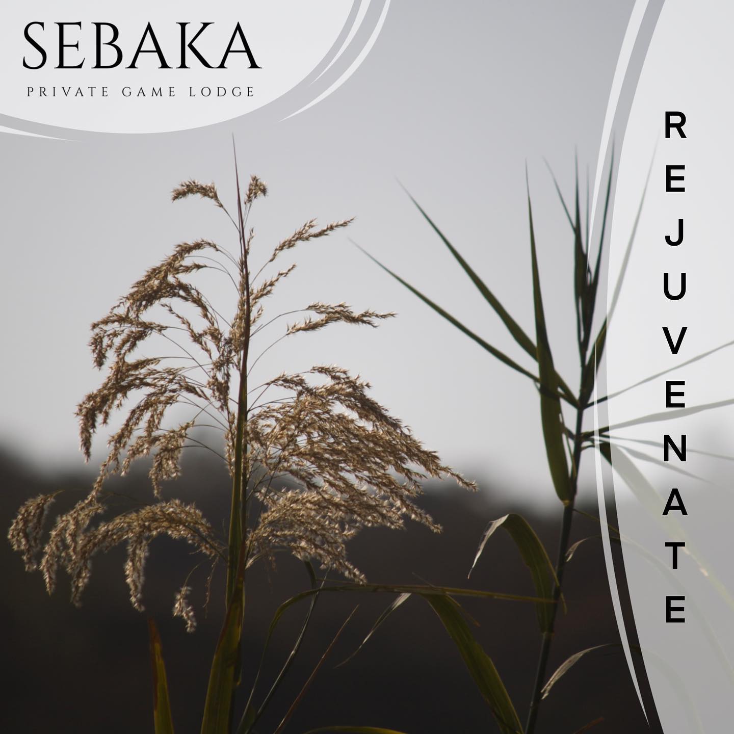 Your gateway to your next adventure... 🌿
#sebakaprivategamelodge
#travel