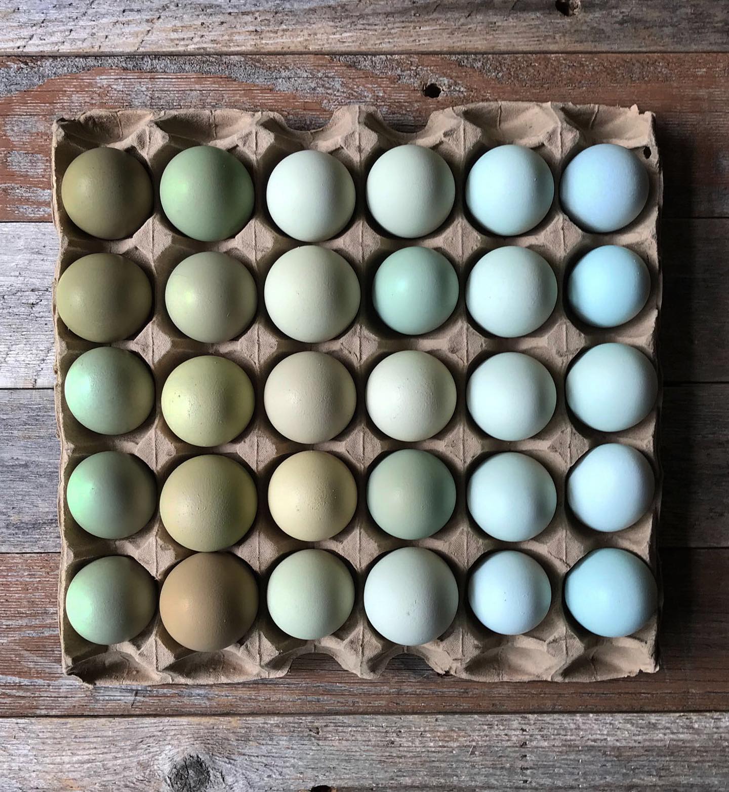 Eggsactly the rainbow we needed 🌈