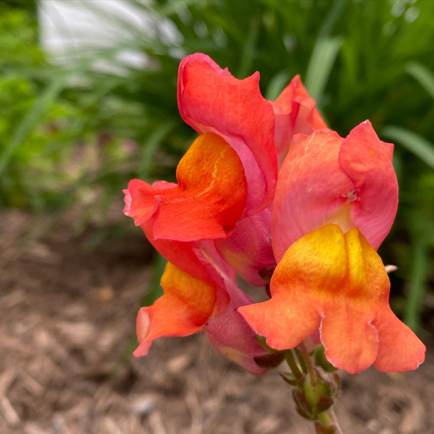 Our garden is ready for all your #strawberryfestival selfies!
#uniquelymoco #laneplace #historichousemuseum #crawfordsvilleindiana #flowers #garden #selfieready