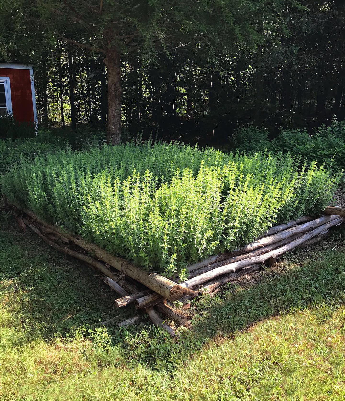 An herb superb! 🌿 #oregano