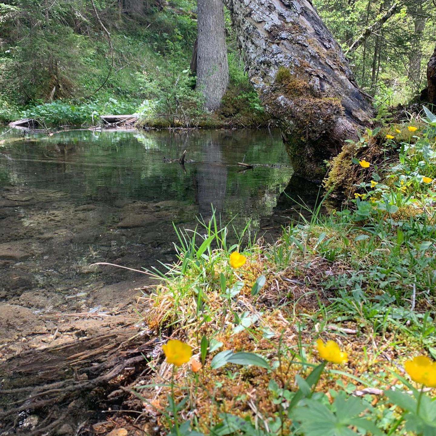 Sensationelles Wetter, traumhafte Natur und leckeres Essen! Was wünscht man sich mehr?!
Danke für den schönen Tag
#petersbergalm #lechtal #lechtaleralpen #familie #liebe #glücklich #amschönstenortderwelt #kässpätzle #wasserfall