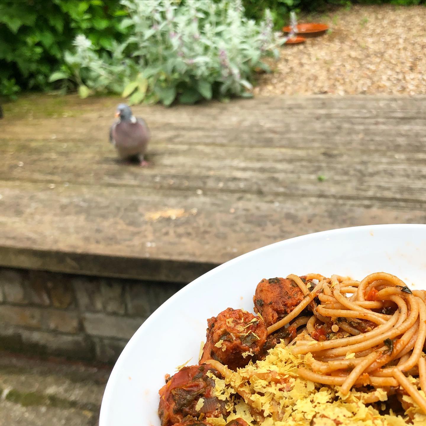 #selfisolation dinner for 2. Spicy pasta for me, premium seed mix for him 🐦
Chubby pigeons: friends not food 🤍🌱
#vegan #veganism #veganfood #meatfree #dairyfree #nomeat #nodairy #pasta #eggfree #plantbased #crueltyfree #meatismurder #dairyisscary #veganfortheanimals #veganfortheplanet #birds #dinnerdate #garden #govegan