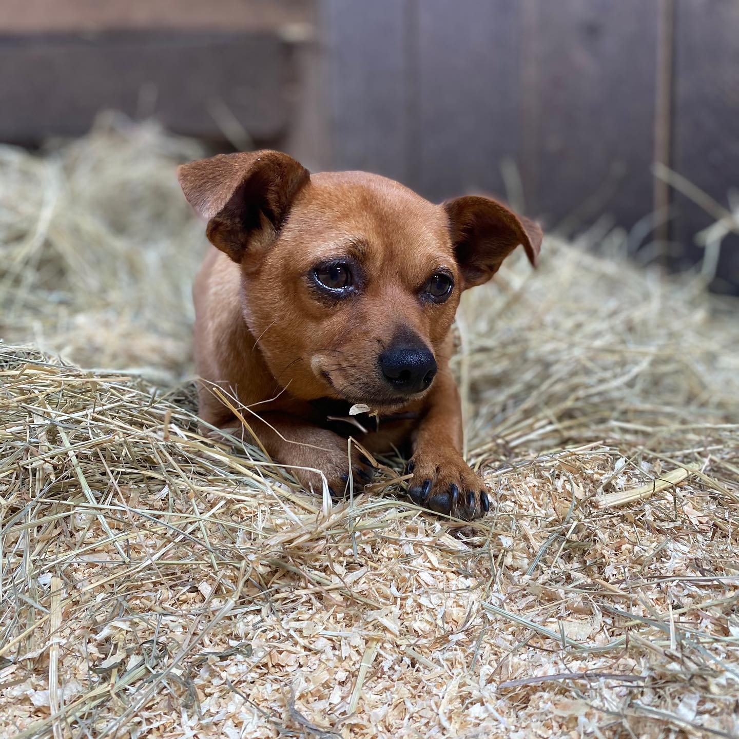 Hands down his favorite place in the barn! #cash #blazerfarm #fredsstall #chiweenie