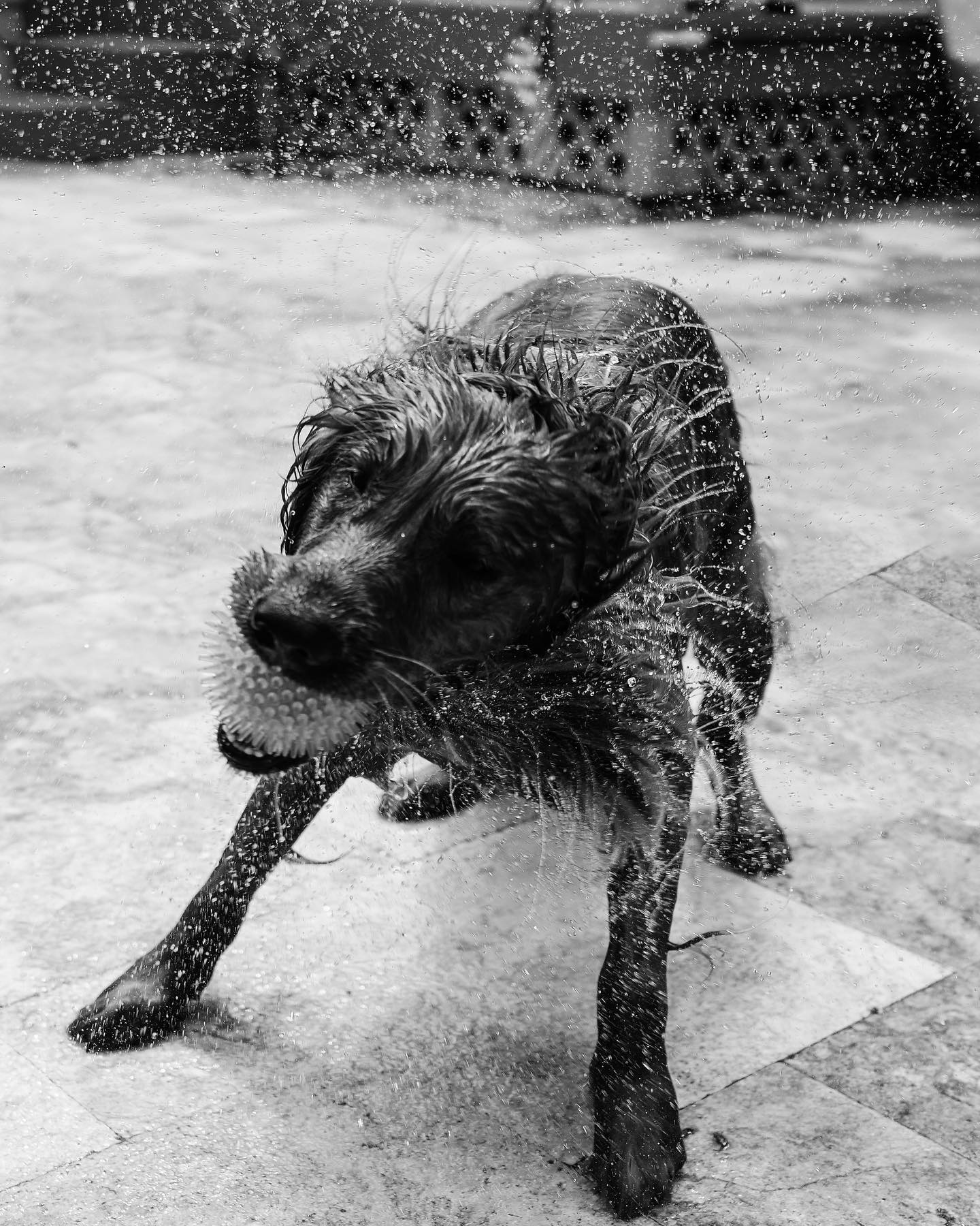 Photoshoot with the family dogs: Rusty and Dakota ❤️