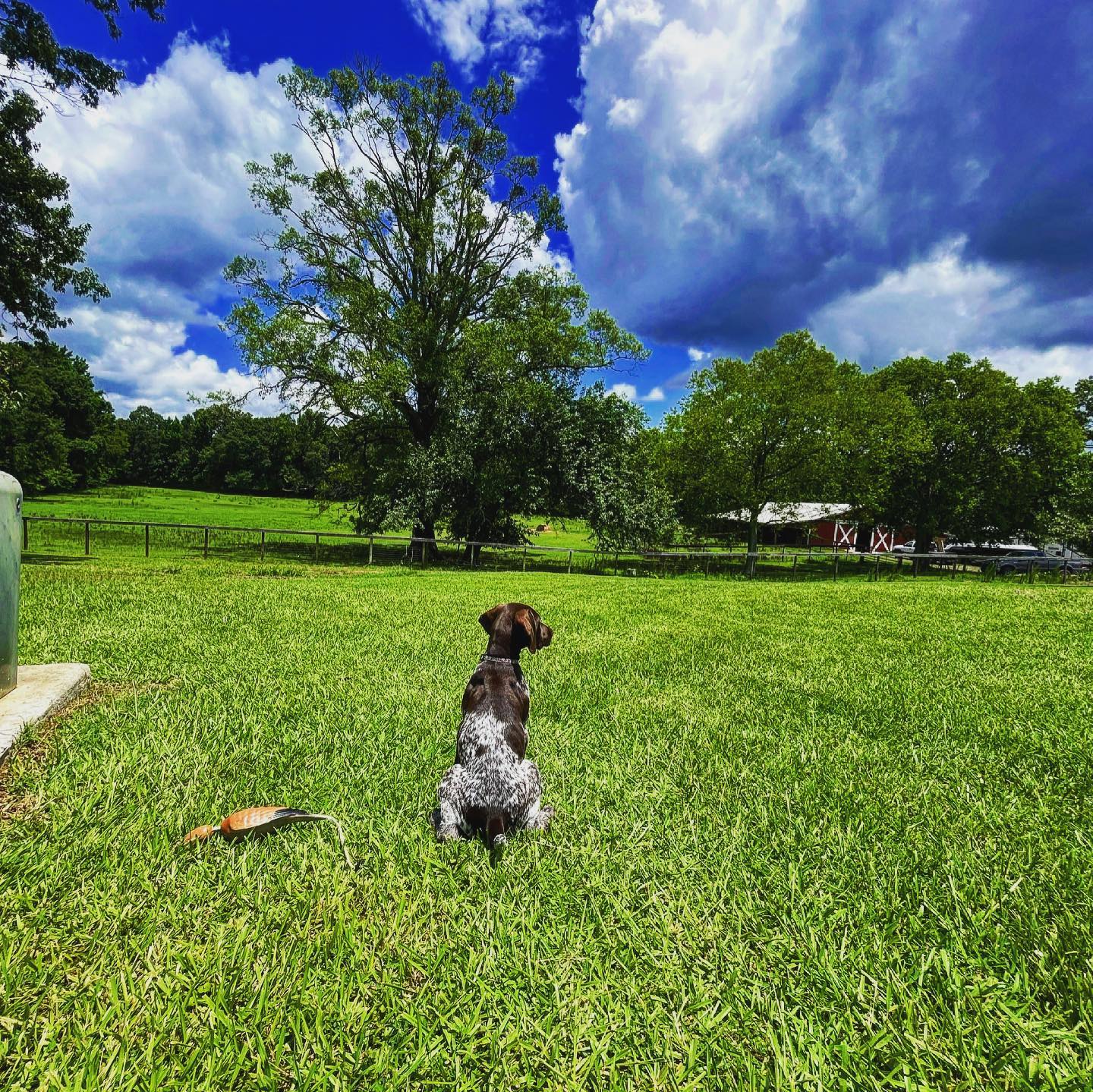 Dogs are more than family. I’m beyond blessed to have this here huntin machine.