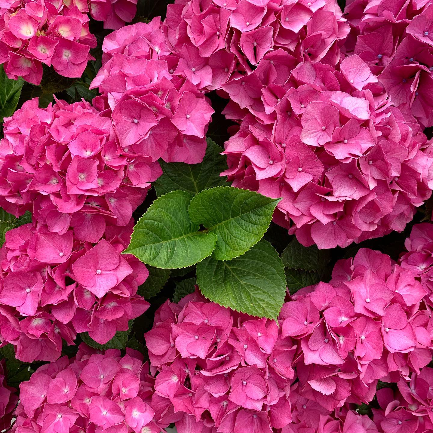 Super blooms! Just a friendly reminder not to forget to feed your garden! #oto #growyourown #organic #garden #gardenchat #gardenthing #greenthumb #mykos #hydrangea