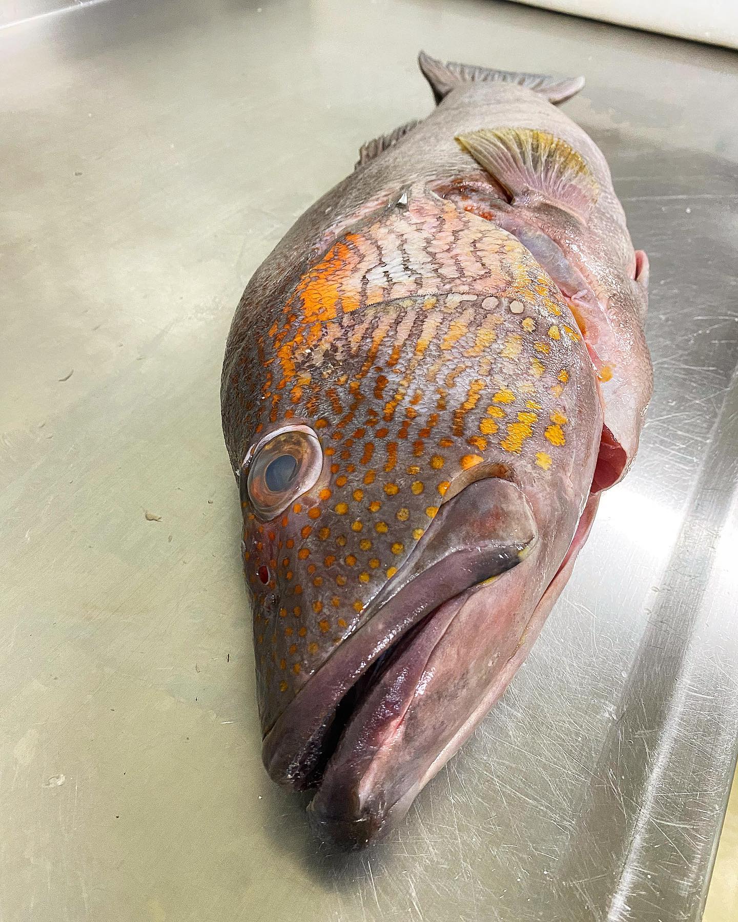 🇨🇴www.pescandopacifico.com🇨🇴
Nombre científico: Paralabrax callaensis
Especie nombre común: Cabrilla de Callao, Cabrilla fina.
Arte o método de captura: línea de mano; espinel 🎣
Lugar de captura:📍Bazan, Norte de Nariño
Embarcación : Lancha (viento y marea) ⛵️
Cuerpo y cabeza de gris-café a café; frente y costados de la cabeza con densas manchas y líneas horizontales anaranjadas; manchas rojo- café y líneas horizontales ondulantes a lo largo del dorso superior hasta la cola; dorsal espinosa gris con una franja central blanquecina y margen externo oscuro, dorsal blanda gris oscuro con manchas café; aleta caudal café con manchas oscuras sobre la base; radios negruzcos; aleta anal gris oscuro con manchas café, espinas blancas; pélvicas gris oscuro, blanco en el borde frontal; pectoral amarillenta.
Habita en arrecifes rocosos; también vive en esteros poco profundos de Colombia a Peru central
Profundidad: de 1-50mts
@pescandopacifico #faena #grouper #fish #sustainablefish #catchoftheday #fresco #pescaresponsable #foodgasm #gastroskills #gastroart #colombia #pacifico #omg #blessed #nature #fresh #litoral #pacifico #fishman #foodie #fish #foodphotography #fitfood #fishing #gastronomy #picoftheday #sustainablefood #pacificocean #colombia #cabrilla #cabrillon