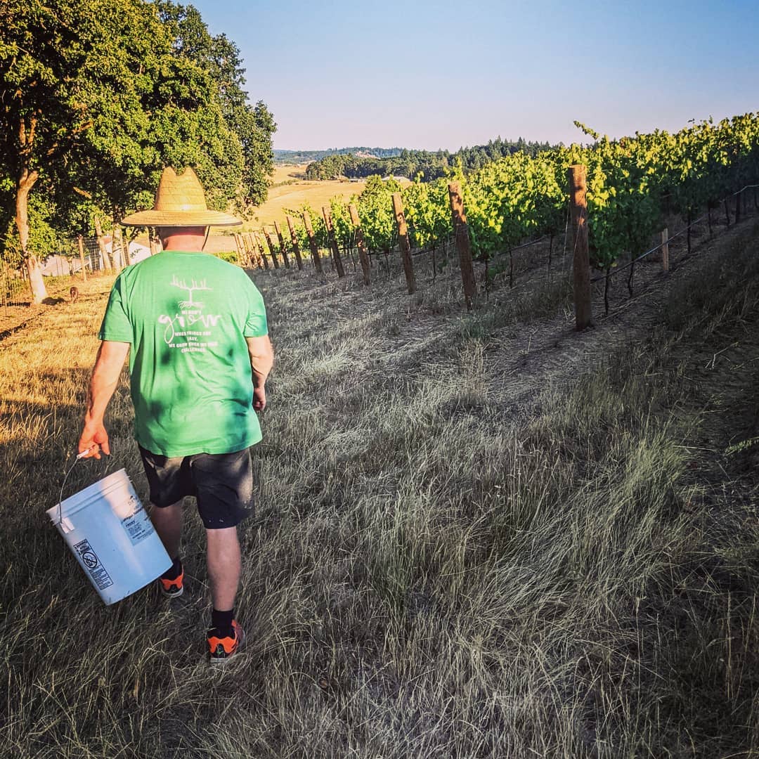 An evening of getting cluster weights to determine yeilds for our third harvest.
#yamhillcarltonava #oregonwine #oregonpinot #oregonviticulture #pinotnoir #viticulture #grapegrowers #oregonwinecountry