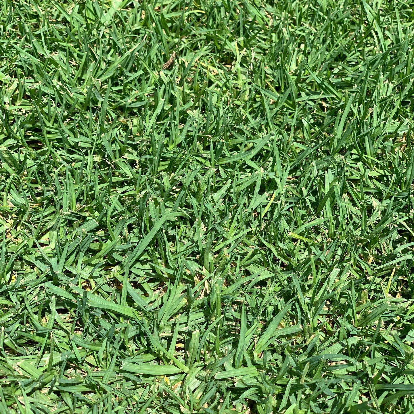🌿 KIKUYU TURF 🌿 Kikuyu is a warm season lawn grass with a medium broad leaf which has a vigorous growth rate. The best thing about Kikuyu is that it is the most economical turf, it is a great, hard-wearing #turf and a low price.
Kikuyu excels in full sun and has a very rapid damage recovery rate. This means that it excels in most Australian environments and can be used across a range of situations. Kikuyu is ideal for large areas so it’s great for schoolyards, sporting fields and homes. #kikuyugrass #kikuyu #kikuyuturf #greengrass #lawn #awesometurf