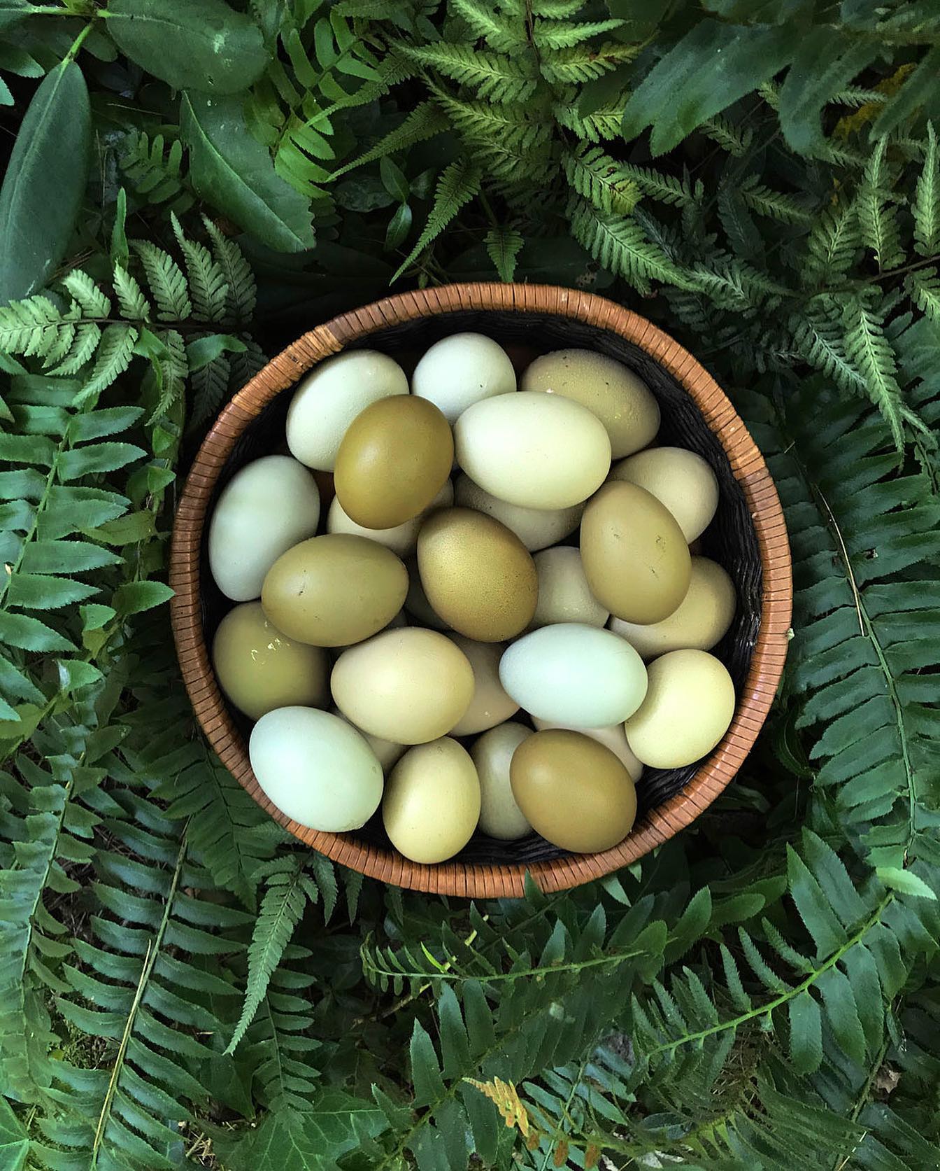 Sometimes we need a little change of greenery 🌿
#oliveeggs #rvalocal #fresheggsdaily