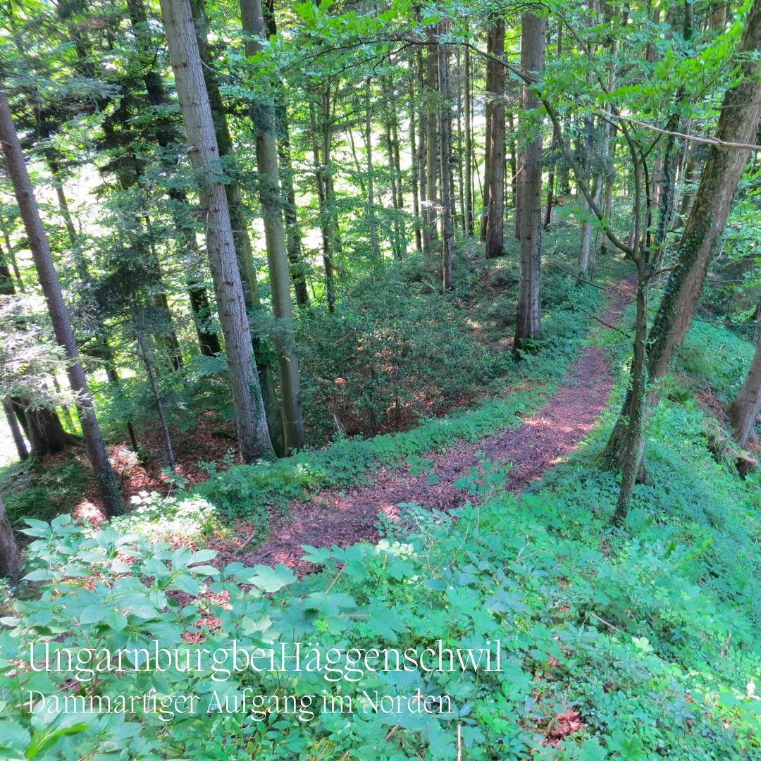 «Locus a Deo oblatus» An diesem geschichtsträchtigen Ort wurden im historischen Roman #fluchtdurchschwaben die Wunden des Protagonisten #marcusvonarbona versorgt. Die Bilder stammen aus einer früheren Begehung der Überreste der Festung der St. Galler Mönche während der Ungarneinfälle des Jahres 926. (Koordinaten: 47.4779004, 9.3464463)
www.rafael-wagner.ch
#arbon #häggenschwil #burg #archäologie #mittelalterarchäologie #historischerroman #historischeromane #bodensee #thurgau #stiftsarchivstgallen #frühmittelalter #mittelalter #gmeinerverlag #ostschweiz #ungarn #stgallen